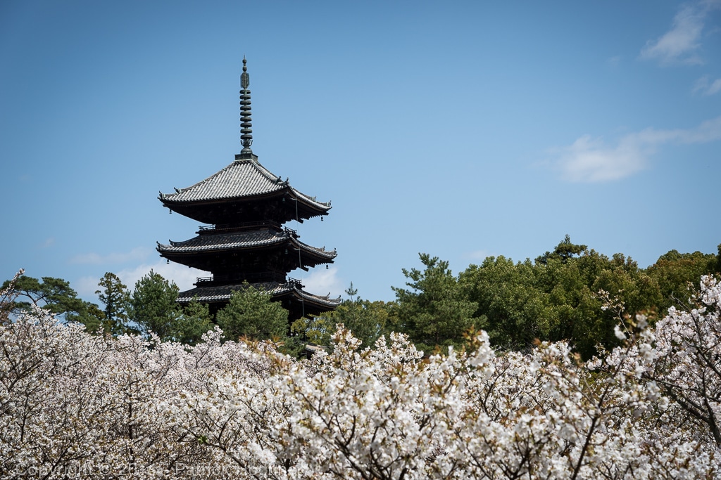 ninnaji(仁和寺(from kinkakuji take bus#59 to omuro ninnaji