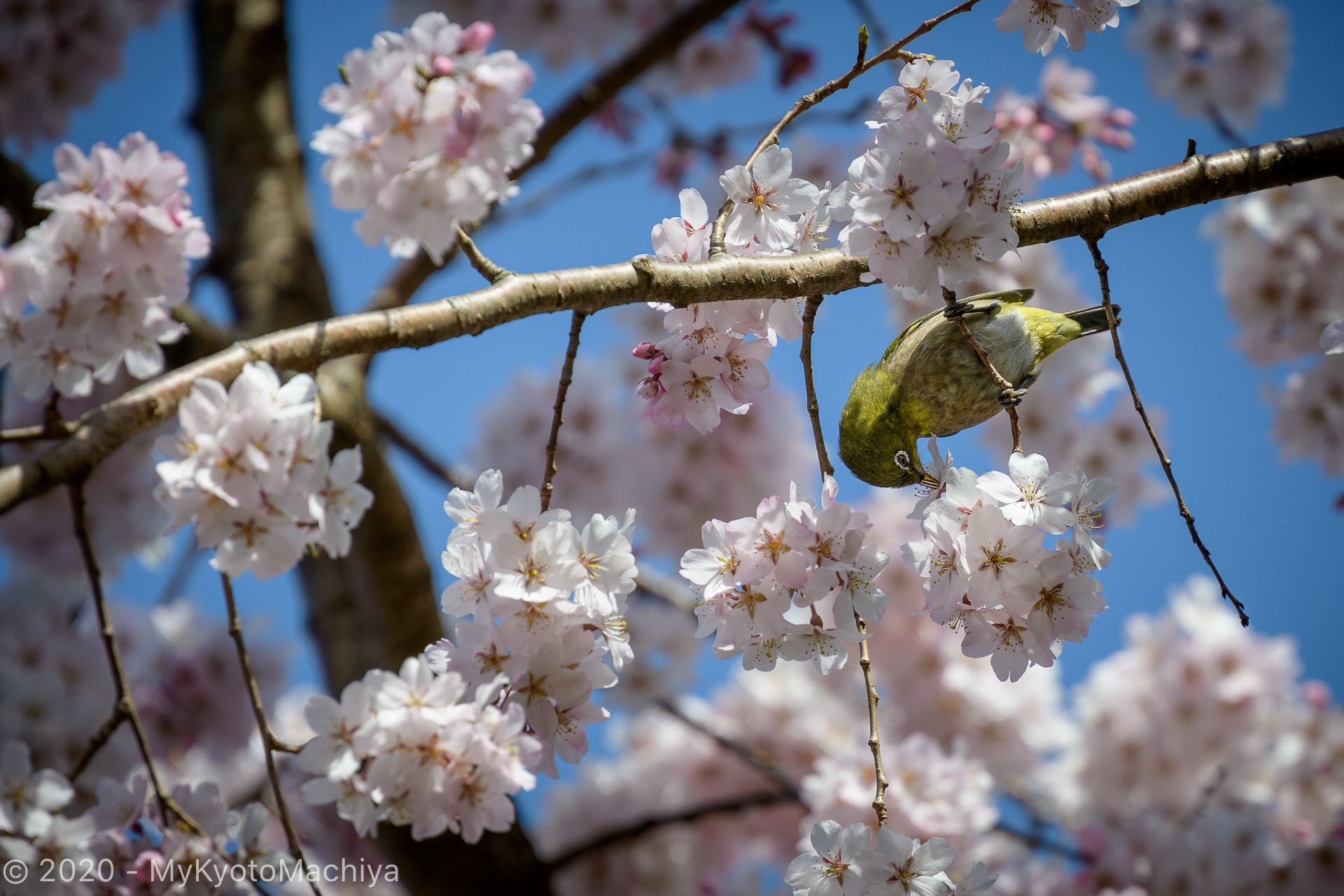 Mejiro bird, (Warbling White Eye) among cherry blossoms around t