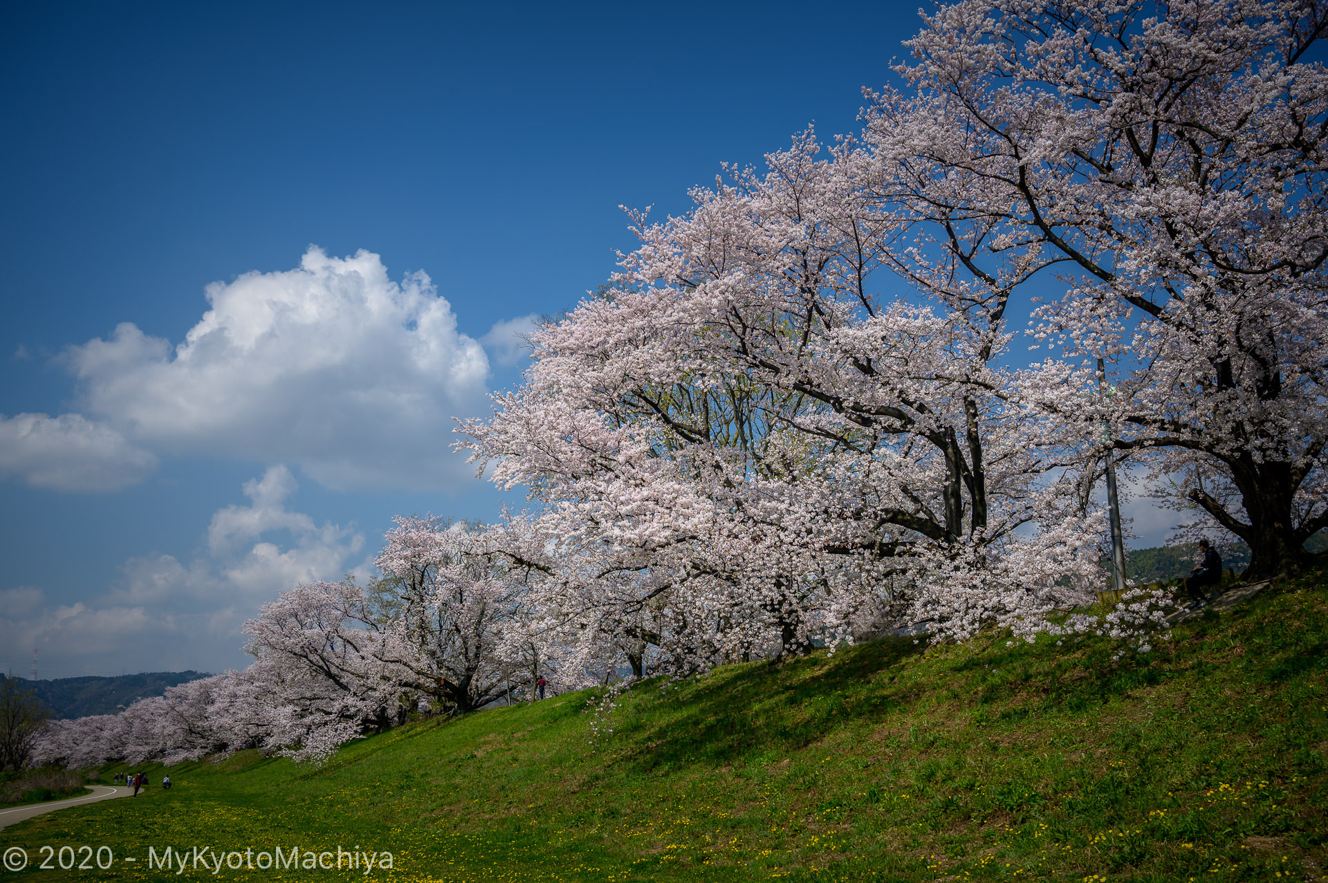 Cherry blossoms at Sewaritei, Yodo River, Kyoto
