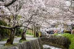 Kyoto-813361 Kyoto-813361