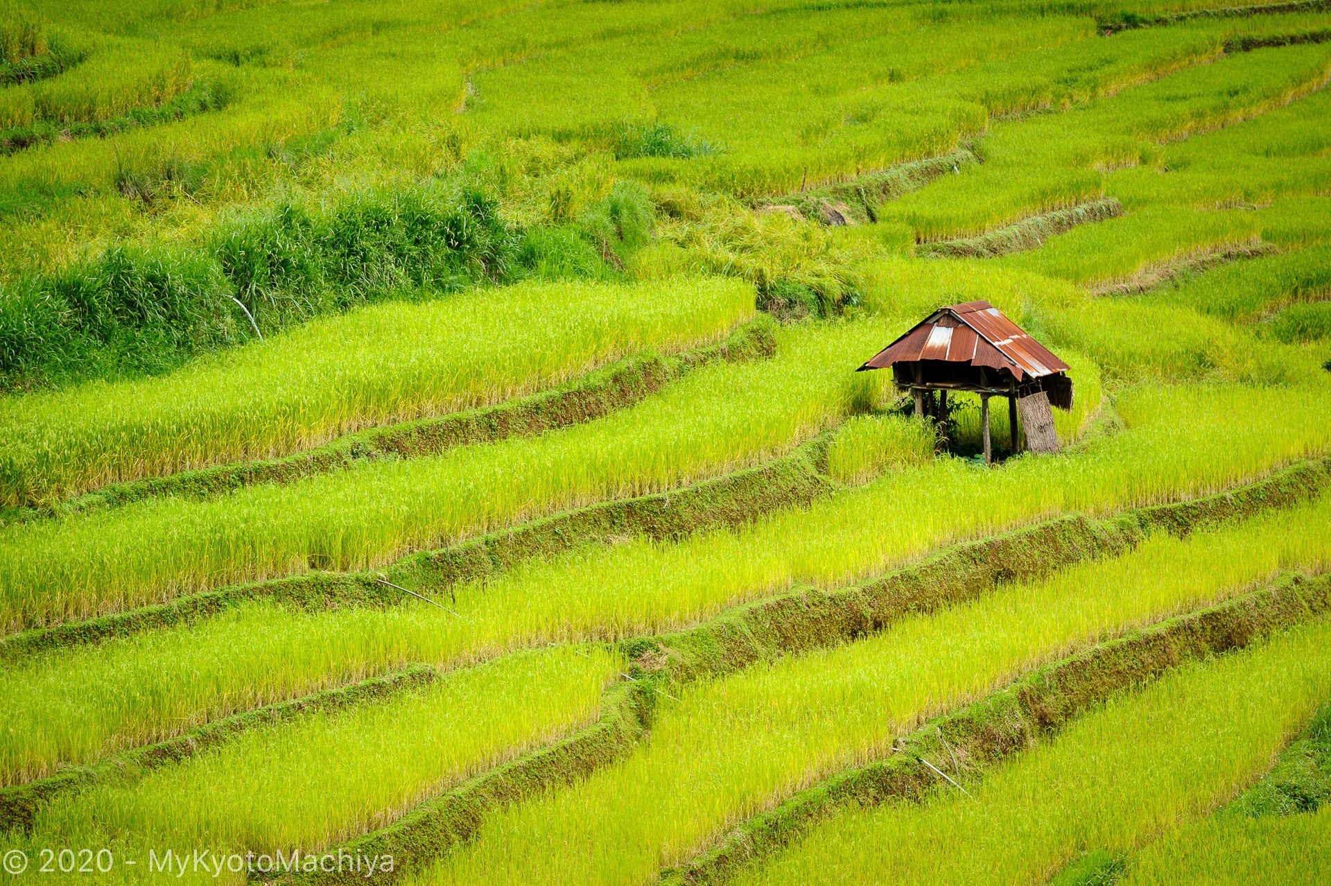 Terraced rice paddies near Ban Huay Ham, Karen village, Thailand