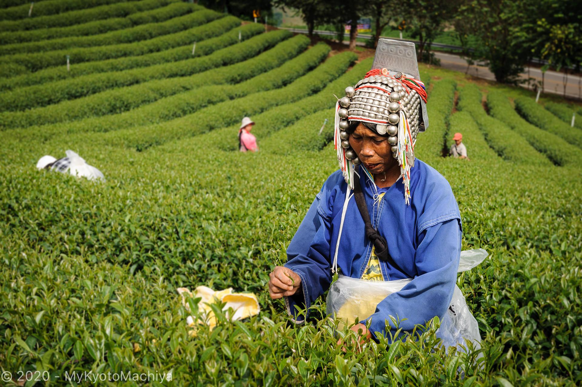 101 Tea plantation, Mae Salong, Thailand