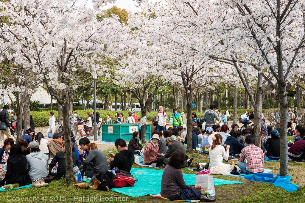 Hanami - Flower Viewing | My Kyoto Machiya