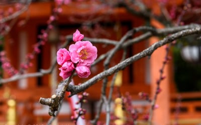 Plum blossoms at the Kitano Tenmangu Shrine