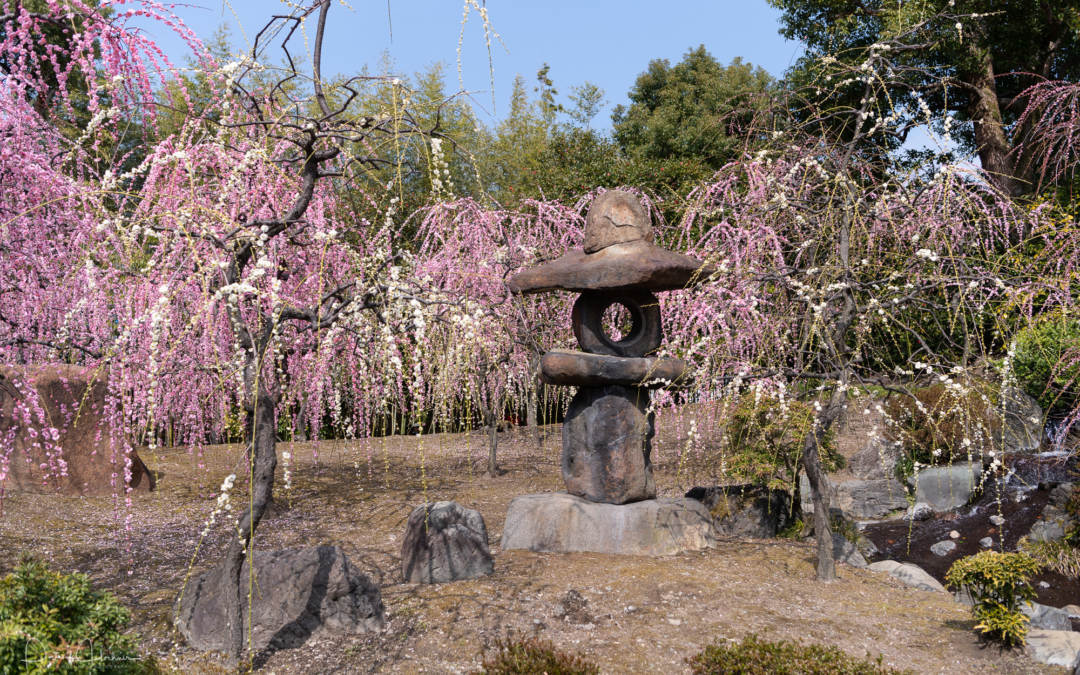 Spring has come at Jônangû Shrine
